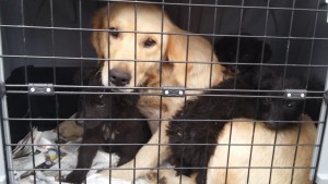 Hundemutter mit 3 Welpen gerettet