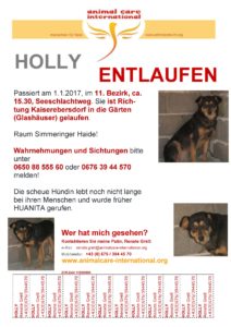 Plakat Holly