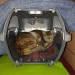 Sterilisierte Katze in Bulgarien