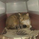 Sterilisierte Katze in Bulgarien