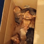 7 Puppies in BiH ausgesetzt