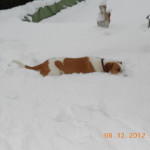 Bonnie im Schnee